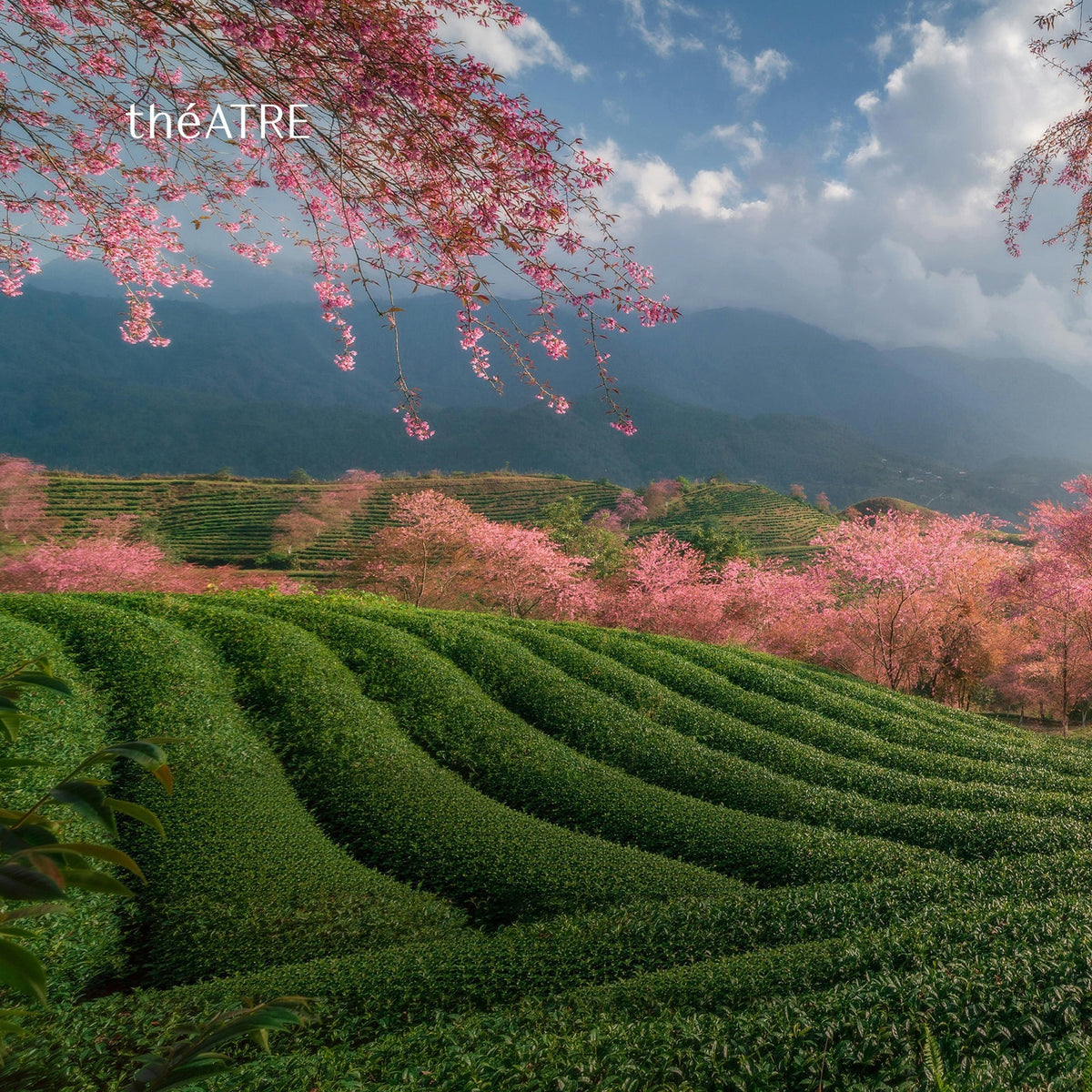 Chin Shin Oolong Tea